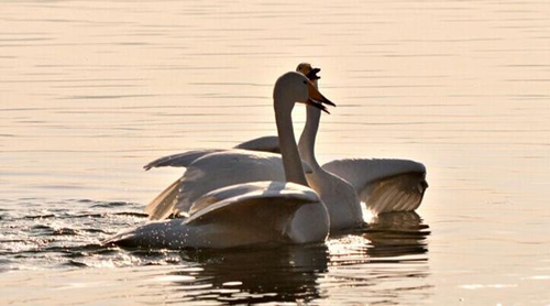 乐东九所近几年发展项目